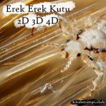 Erek Erek Kutu 2D 3D 4D Lengkap Disertai Angka Mistik