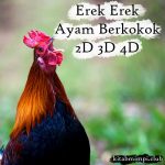 Erek Erek Ayam Berkokok Lengkap Disertai Angka Mistik 2D 3D 4D
