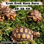 Erek Erek Kura Kura Lengkap Disertai Angka Mistik 2D 3D 4D