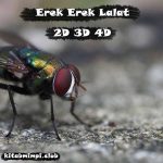 Erek Erek Lalat Lengkap Disertai Angka Mistik 2D 3D 4D